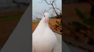 😥😥#pigeon #pigeonloves #bird #kabutar #pigeonwings #birdspecies #kabootar #pigeonfan #pigeonbird