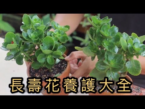 【天天小花農】長壽花養護方法大全，操作非常簡單，容易上手