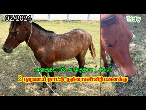 புதுவாய் நாட்டு குதிரைகள் விற்பனைக்கு | Male & female | Horse sale