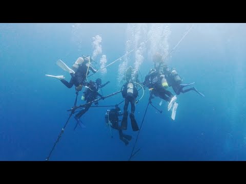 【ダイビング】東京湾でダイビング🤿🫧