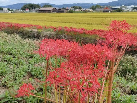 近所の彼岸花も終盤 2024.10.05