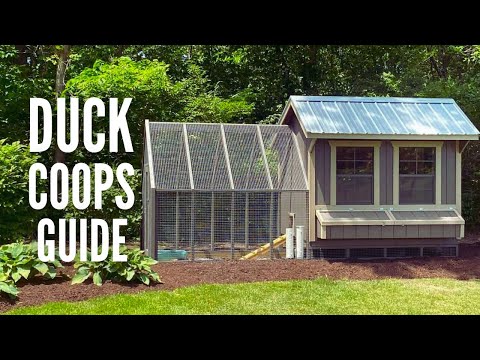 Duck Coops: 15 Tips to Design the Perfect Coop for Your Ducks