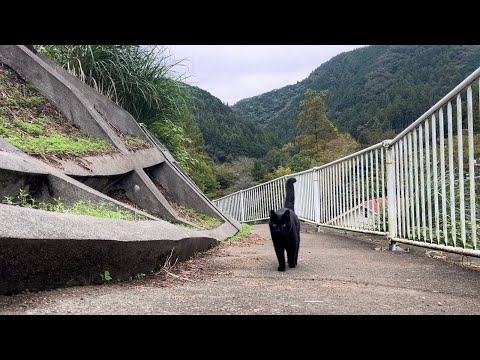 坂道で追いかけてくる黒ねこちゃん　No.７８２　２０２４年　１０月２６日　８：００　のくろねこちゃん　black cat