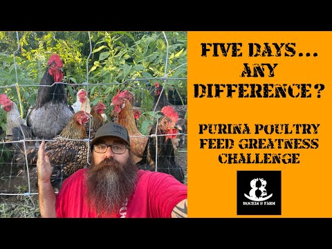 Purina Feed Greatness Challenge Week 1 | Central Texas Chicken Coop