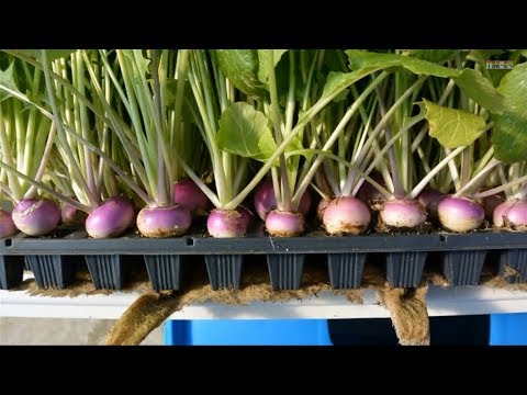 Hydroponics - at Home and for Beginners