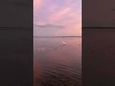 Florida Birds during Dusk, Natural Lighting, no filters used