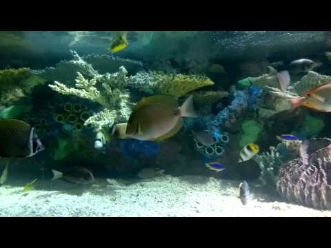 Pacific and Caribbean Fish Only Tank Downtown Aquarium Denver CO