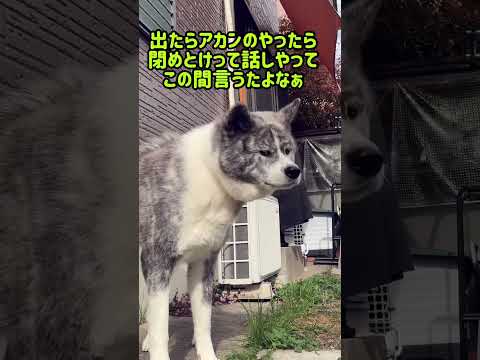 試された秋田犬