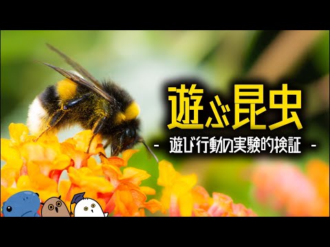 【解説】昆虫での遊び行動の発見【 進化論 / 科学 / 行動 】