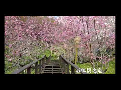 2022-02-26【石棹櫻之道】