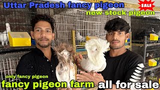 fancy pigeon farm 😍 Uttar Pradesh fancy kabutar 🕊️ only fancy pigeon for sale #pigeon #kabutar