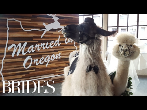 Wedding Llamas Are The Best New Reception Trend | Brides