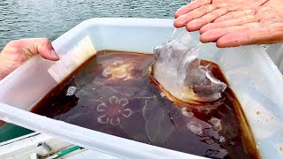 生きてるクラゲをそのまま醤油につけてみた。