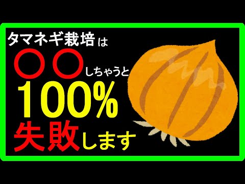 【玉ねぎの育て方】タマネギの栽培が失敗する理由は肥料？種まき？水やり？失敗しないコツを専門用語を使用せず、カンタンに分かりやすく解説しました！プランター栽培でもOK【初心者向け】