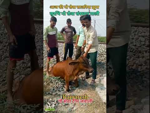 घायल गौ माता की सेवा #highlights #cowvideos #jawali #गौमाता #गौसेवा #गौशाला #pali #shortvideo #teem