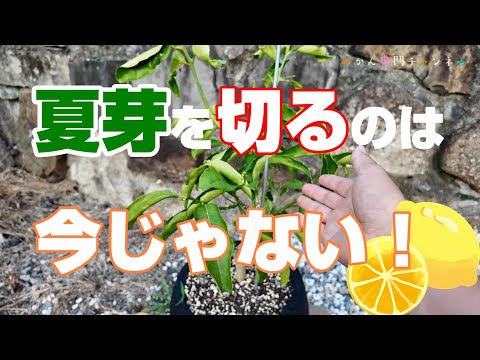 【９月中旬】⑰ゼロから始めるレモンの鉢植え／夏芽、秋芽はどう処理する？