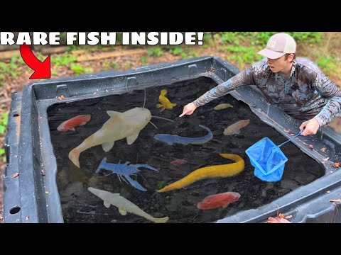 I Found Mysterious Fish LIVING in ABANDONED MUD POND!