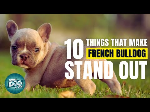 10 Things That Make a French Bulldog Stand Out