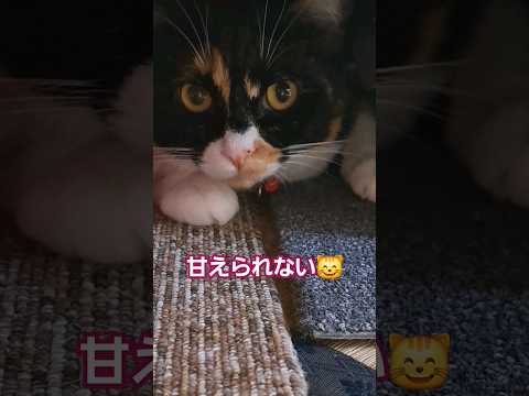 他猫がいると甘えられないプライド高めの三毛猫#shorts #三毛猫