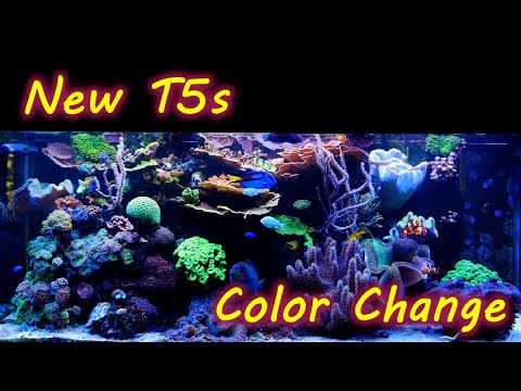 Changing T5 Colors and More Reef Tank Maintenance