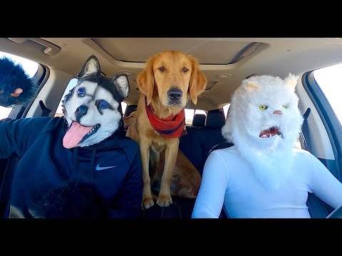 Cat Surprises Dogs with Dancing Car Ride!