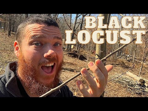 How to Transplant Black Locust: The BEST HOMESTEAD TREE!