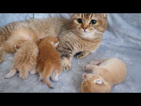 Mother cat Charo is doing her best to raise kittens while taking a breather.