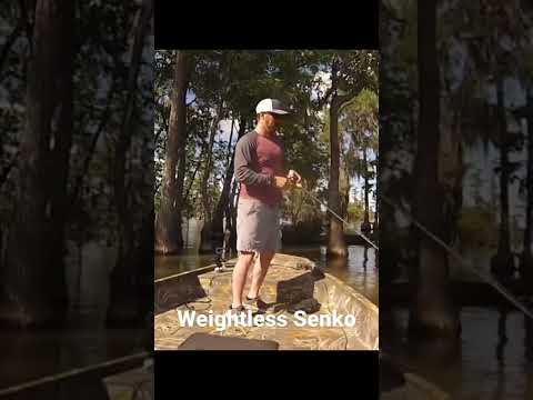 Bass Fishing Santee Cooper #Senko #fishing #bassfishing