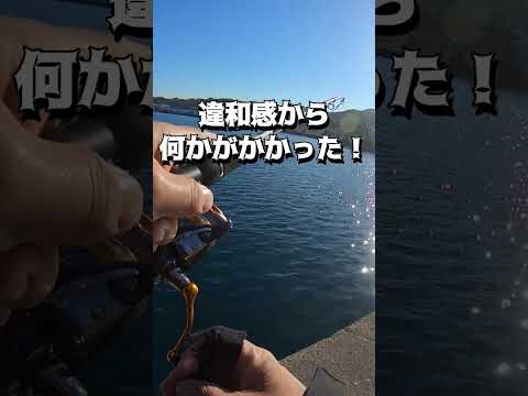 DAISOワームでかなり細長い魚が釣れた！#shots