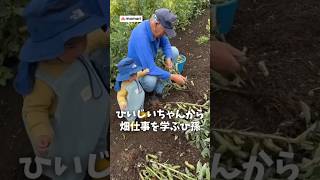 ひぃ爺ちゃんから畑仕事を学ぶひ孫🌽　#shorts #赤ちゃん