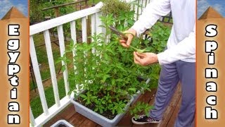 Egyptian Spinach - Full Life Cycle - Molokheiya Molokhiya Molokhia Mulukhiyah