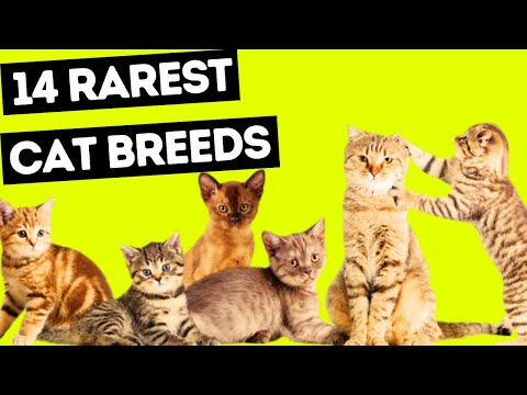 14 Rarest Cat Breeds in the World - Cat Breeds #catbreeds #catlovers