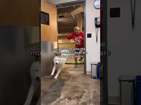 Let’s see who the most athletic dogs are at dog daycare! #dogshorts #doggieshorts #doggie #dogs