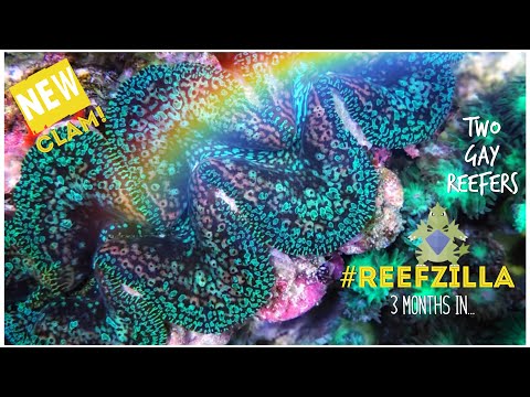 #Reefzilla - 3 Months In... Custom Reef Tank Update