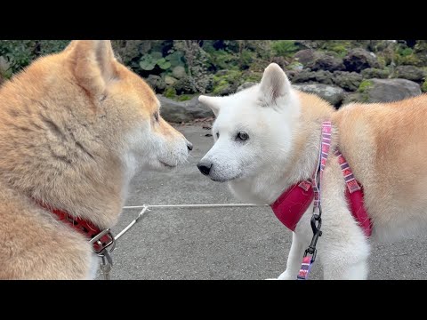 見つめ合う癒し系柴犬＆お笑い、元気担当のサモエド