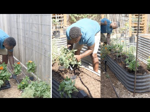 FALL TOMATOES | ZINNIAS | GLOG 011