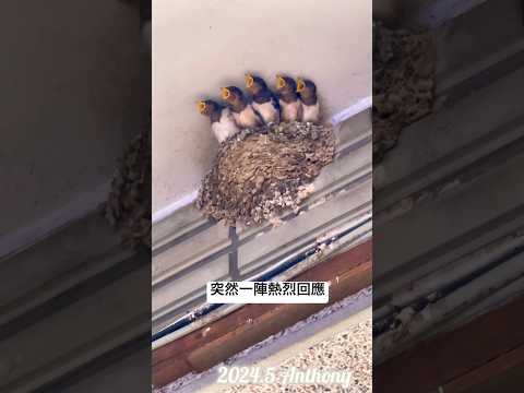 燕子媽媽餵食雛鳥 #鳥兒的一餐  #台灣