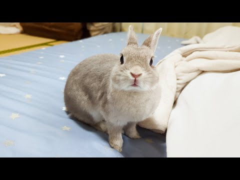 うさぎさんが不機嫌だったのであえて距離を置いてたら寝室まで追いかけてきた