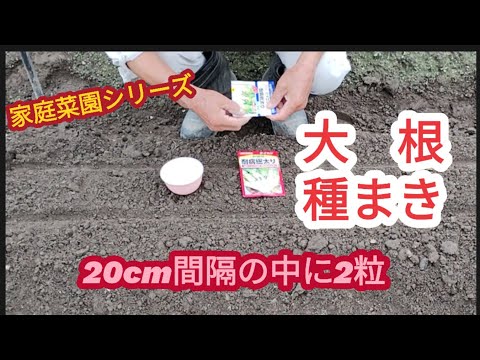 【大根種まき】20cmの中に2粒【家庭菜園シリーズ】