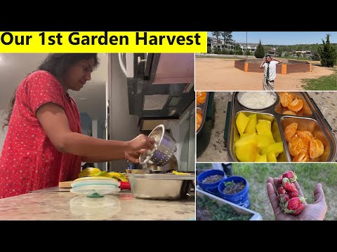 சூர்ய கிரகணம் நாள்ல எங்க தோட்டத்து 1st Harvest~Day in my life on weekday Lunch ~Family Traveler VLOG