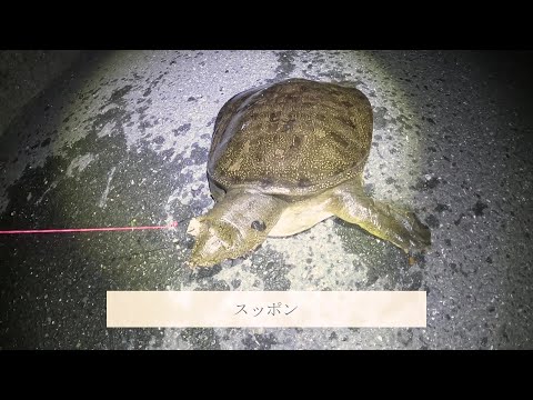 【田舎暮らしvlog】ペットボトル釣法でスッポンを釣る【東三河】