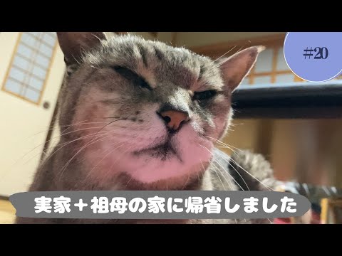 猫生20年の大ベテランに会いに帰りました