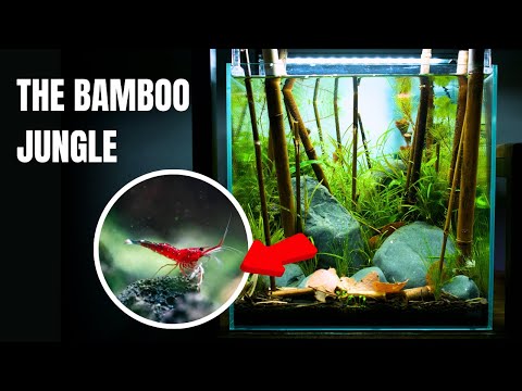 Creating A Unique RARE SHRIMP TANK Using Bamboo! (Aquascape Tutorial)