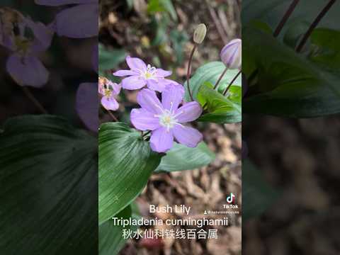 Bush Lily (Tripladenia cunninghamii)