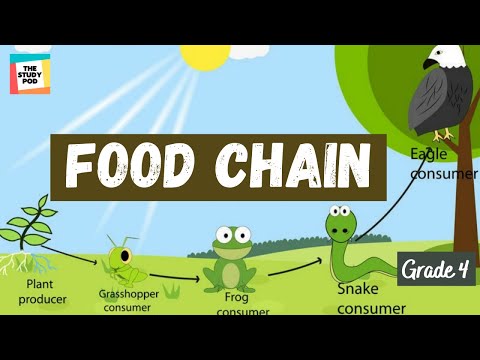 FOOD CHAIN | SCIENCE | GRADE 4 | The Study Pod