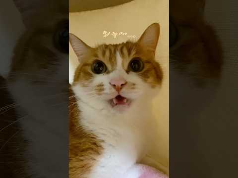 猫が主を警戒する時の鳴き声集。