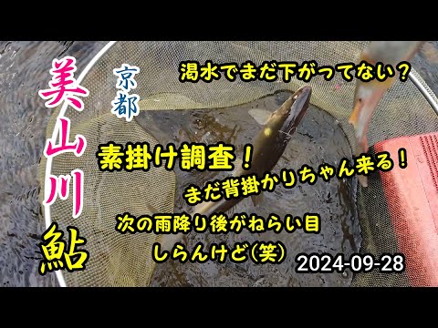 2024-09-28 京都美山川 アユ素掛け&友釣り調査！