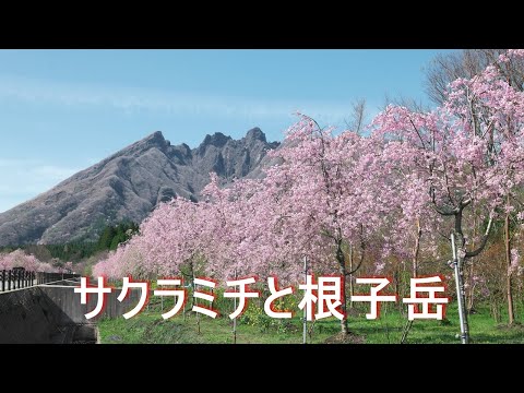 【サクラミチと根子岳】4K S1R