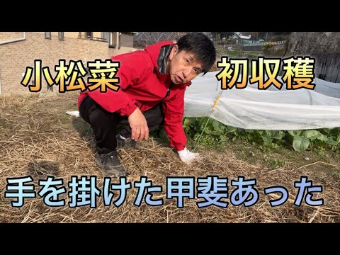 小松菜初収穫　手を掛けた甲斐あった！