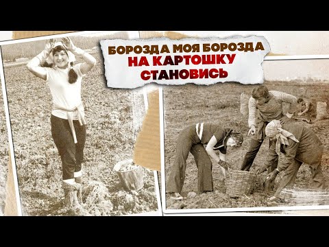 БОРОЗДА МОЯ БОРОЗДА! | На картошку становись! Любимые советские песни! @BestPlayerMusic